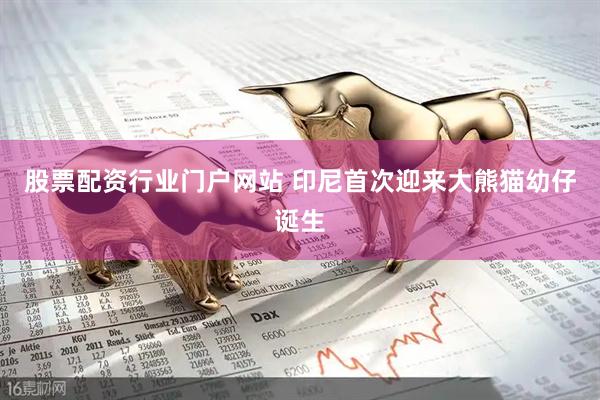 股票配资行业门户网站 印尼首次迎来大熊猫幼仔诞生